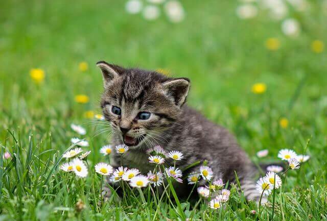 kitten playing with flowers while her owner is talking to cross country movers