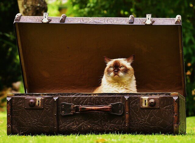 cat in a suitcase is stressed about the upcoming cross country moving