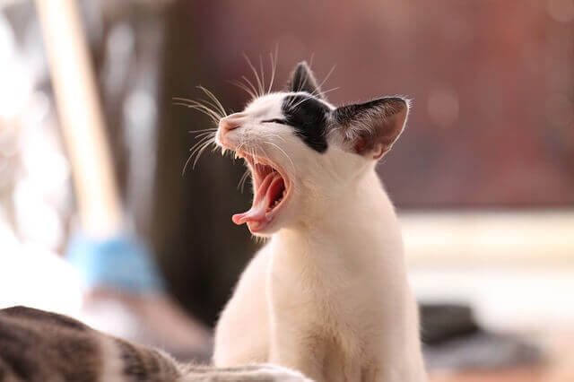 cat yawning while waiting for long distance moving to be organized