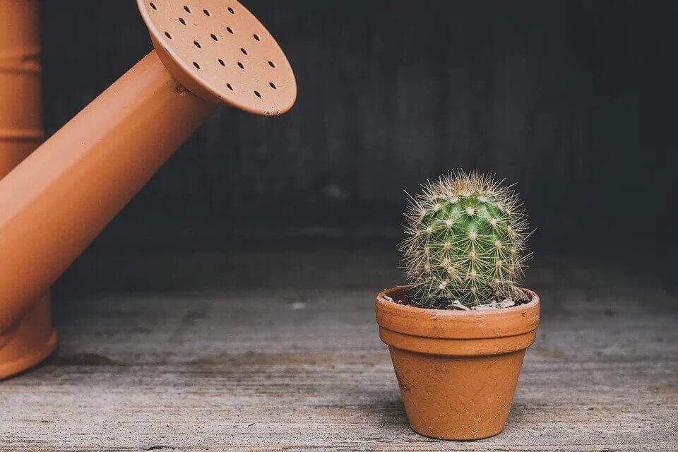 cactus and watering can