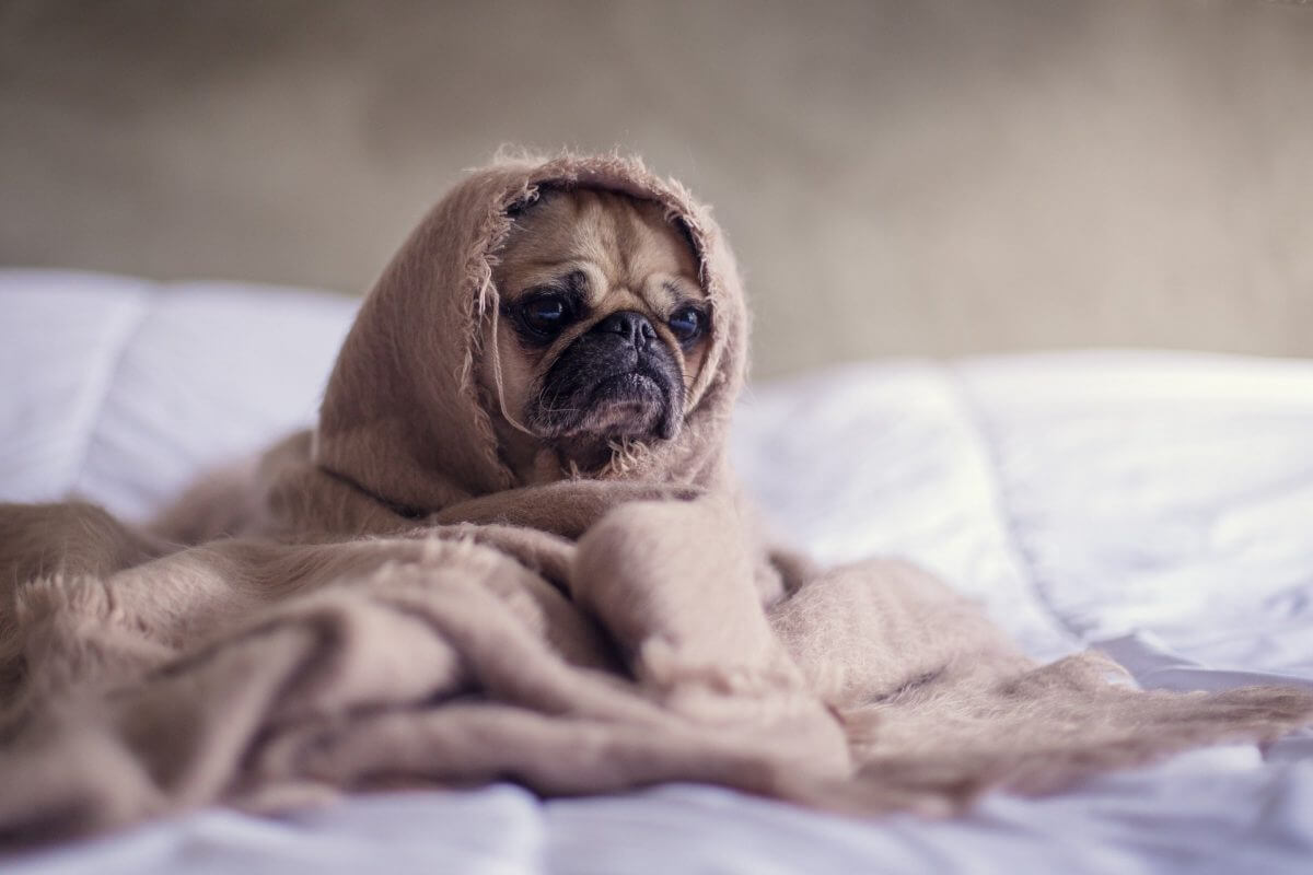 Pug covered in blanket getting ready for cross country moving