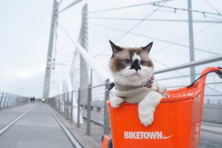 Cat in the bike basket