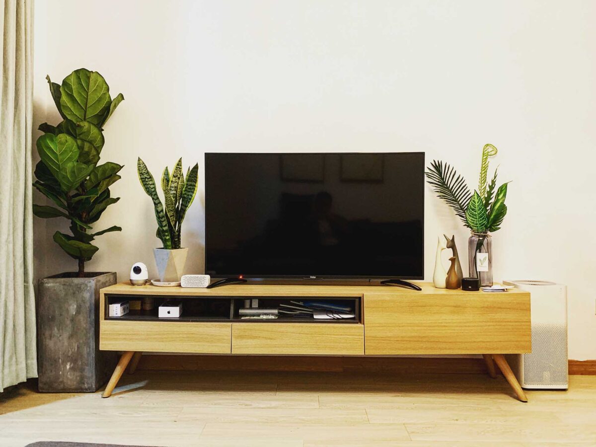 plant and tv in the living room