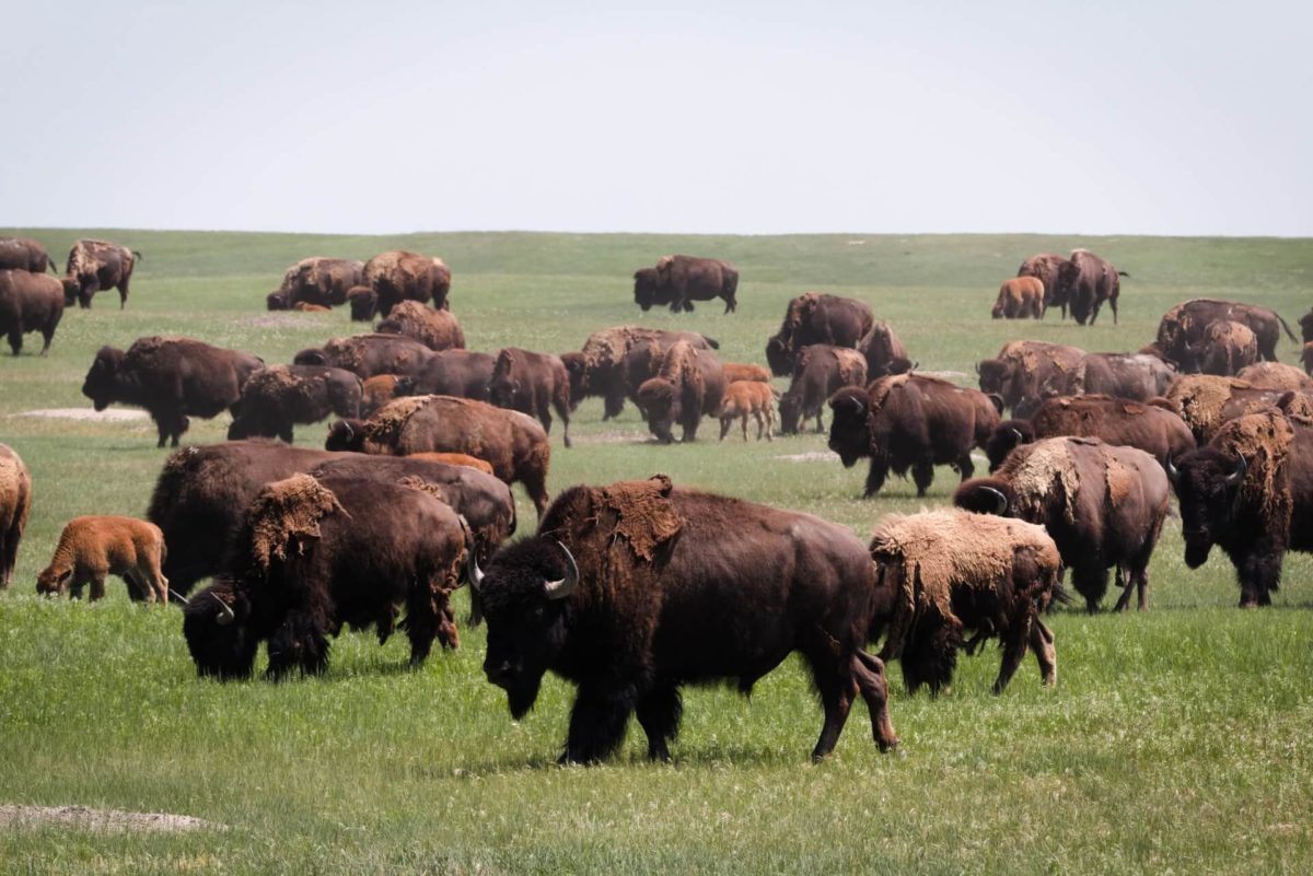 A bison herd