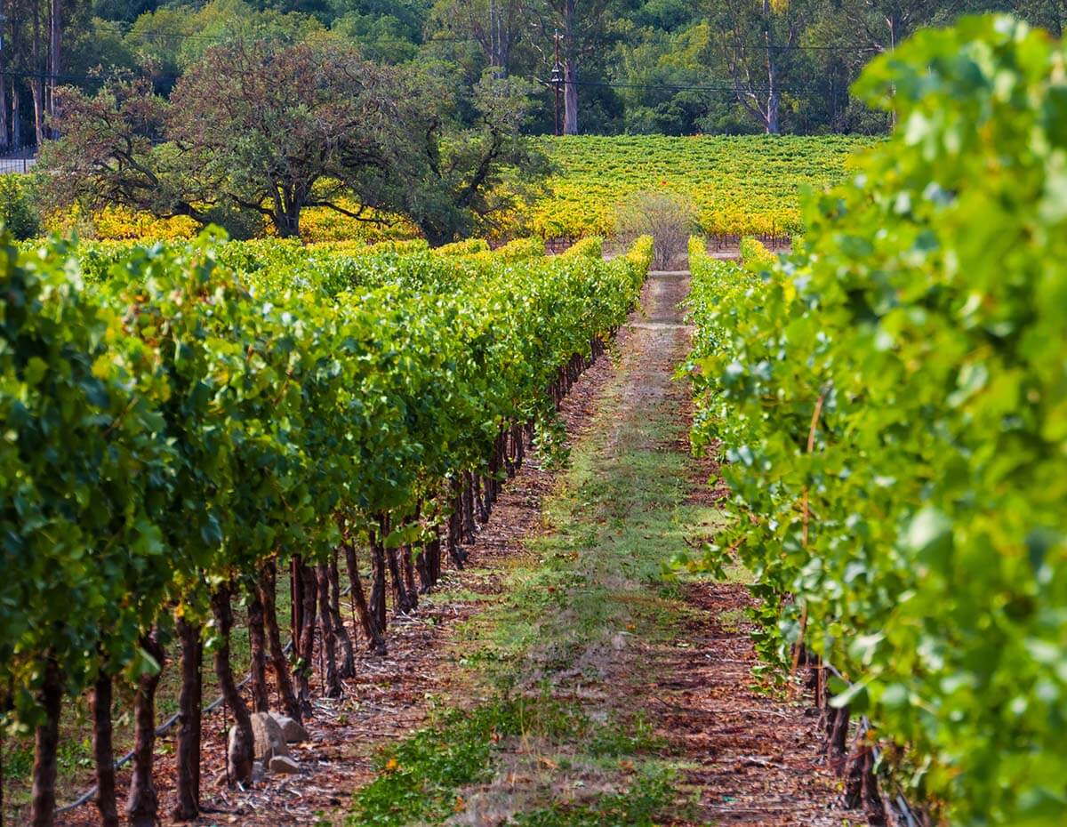 a view of Sonoma Valley vineyard in Santa Rosa, CA