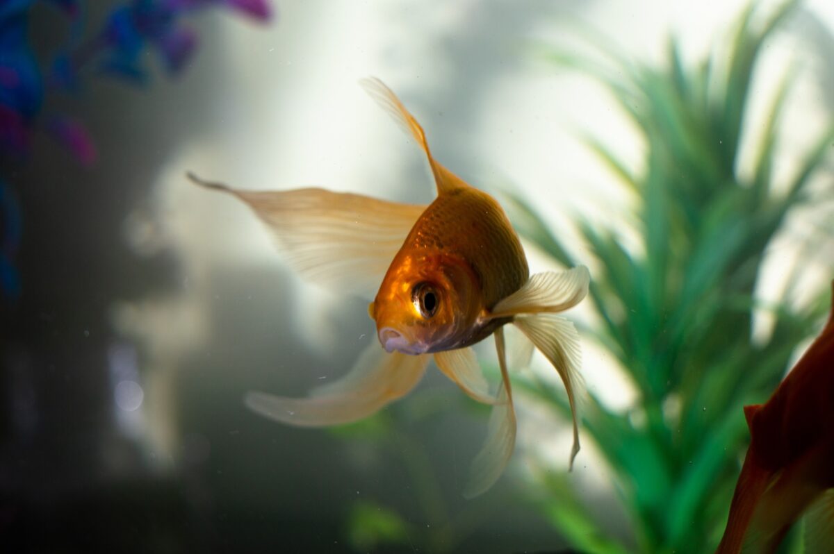goldfish-in-water
